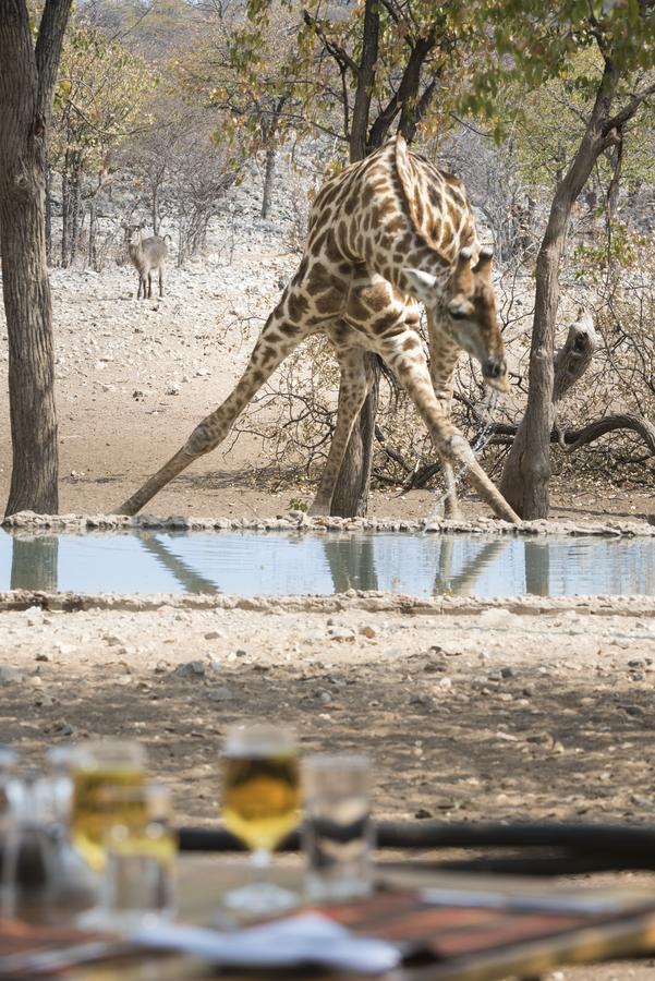 Ongava Tented Camp โอเคาเควโย ภายนอก รูปภาพ